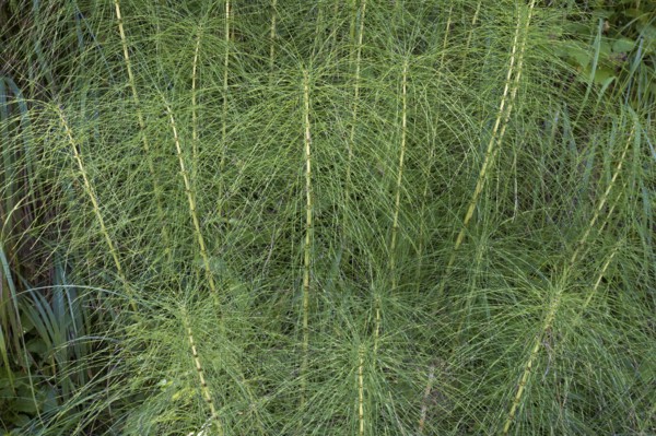 Fern, close-up, wetland, Mangfall Mountains, Rottach-Egern, Upper Bavaria, Bavaria, Germany