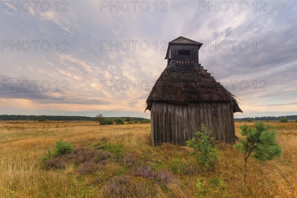 Rest in the Behringer Heide with an old wooden hut, Bispingen