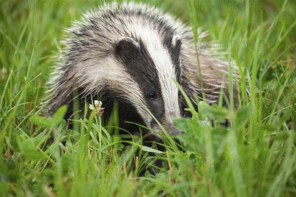 Quiet badger in the green grass of the Lüneburger Heide