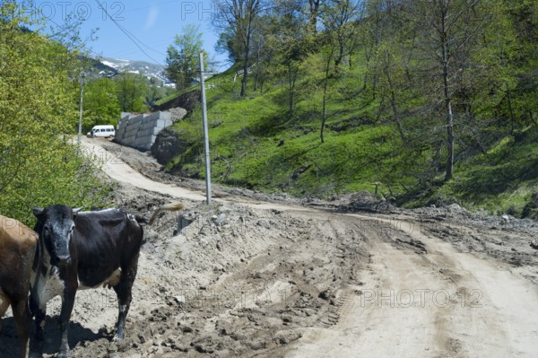 Cows stand on a dirt road with green hills in the background, four-wheel drive track on the way to Goderdzi Pass, Ajara region, Adjara, Autonomous Republic, Georgia