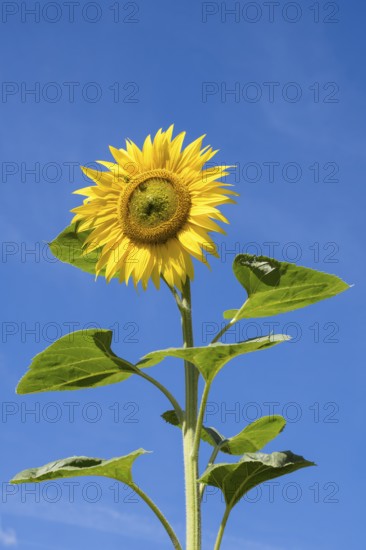 Sunflower (Helianthus annuus) against a blue sky, Bavaria, Germany