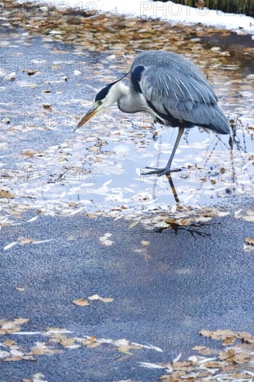 Grey heron in late autumn, Germany