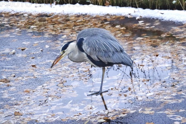 Grey heron in late autumn, Germany