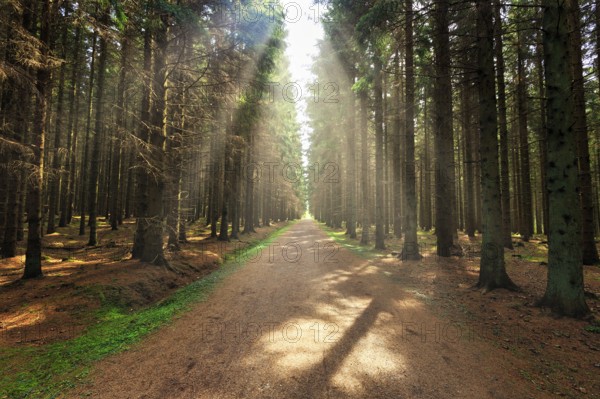 Hiking trail leads straight through coniferous forest, sunbeams, flooded with light, Bornholm, Denmark