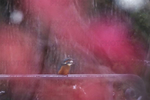 Kingfisher with woodwork, late autumn, Germany