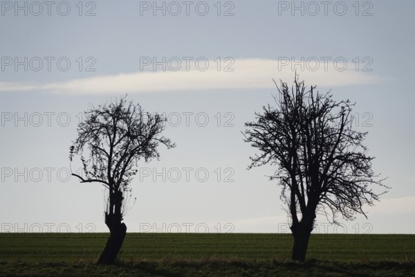 Two trees, landscape in late autumn, Germany