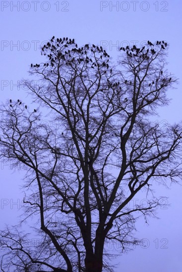 Crows on a tree in late autumn, Germany