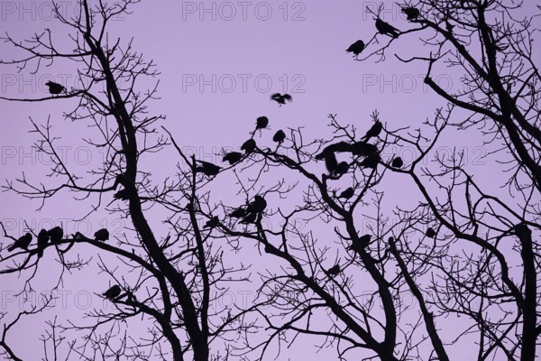Crows on a tree in late autumn, Germany