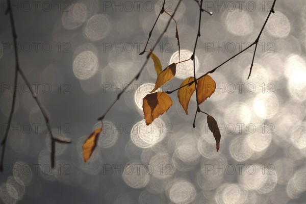 Last autumn leaves with beautiful bokeh, late autumn, Germany