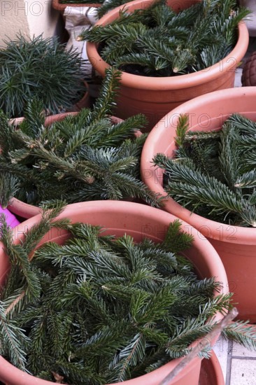 Pine branches as frost protection on flower pots, winter, Germany