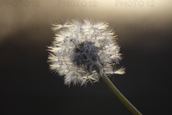 Dandelion in late autumn, macro photography