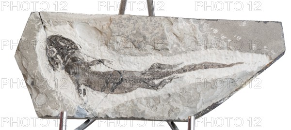 Micromelerpeton sp., fossil, amphibian, prehistory, grey stone plate, rock, remains of fossil aquatic animal, living being, excavation, paleontology, natural science, science, research, evolution, fossil, fossils, geology, sea, nature, ocean, prehistoric, sediment, skeleton, stone, ancient, original, prehistoric, fossilization, stone, ancient, original, prehistoric, fossilization, stone prehistoric period, water, exempt, exempt, Perm, Rotliegendes, found in Odernheim am Glan, Bad Kreuznach district, Rhineland-Palatinate, Germany