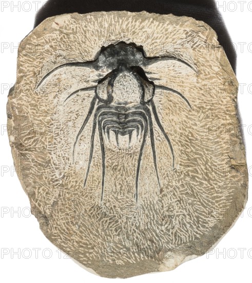 A trilobite fossil (Dicranurus monstrosus) on structured stone, rock, remains of fossil marine animals, excavation, paleontology, natural science, science, research, evolution, fossil, fossils, arthropods, geology, sea, nature, ocean, prehistoric, sediment, skeleton, stone, ancient, original, prehistoric, fossilization, stone prehistoric, water, exempt, exemption, Devon, location Morocco