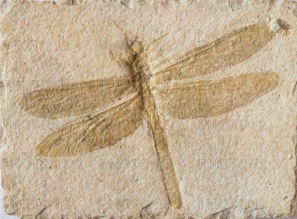 Fossilized dragonfly fossil (Petalia longialata), large dragonfly, clearly visible wings and legs, Solnhofen slab, rock, remains of fossil animal, excavation, paleontology, natural science, science, evolution, fossil, fossils, geology, nature, prehistoric, sediment, skeleton, stone, ancient, original, prehistoric, fossilize, petrification, prehistoric period, limestone, lithograph slate, Solnhofen plates, beige, Jura, Altmühltal site, Eichstätt district, Bavaria, Germany