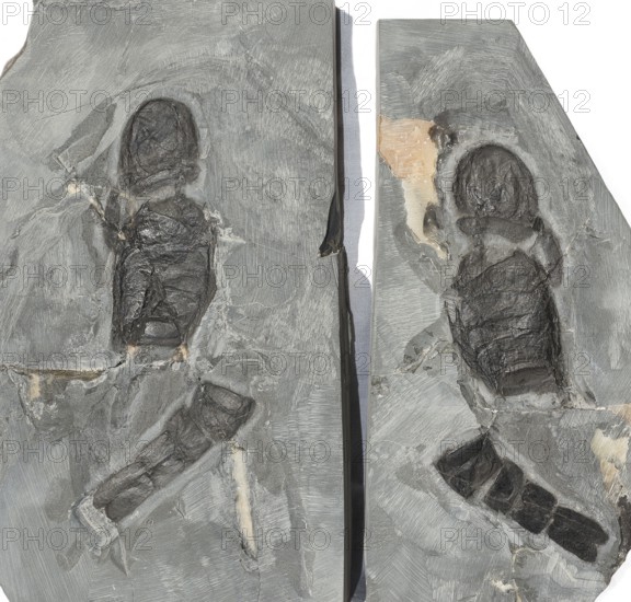 Sea scorpion, giant scorpion (Erettopterus bilobus, Syn. Pterygotus bilobus), Eurypterids, Eurypterida, divided, dark stone plate, positive and negative, rock, remains of fossil marine animals, excavation, paleontology, evolution, fossil, fossils, geology, natural science, sea, nature, ocean, prehistoric, sediment, skeleton, stone, ancient, original, prehistoric, fossilize, petrification, prehistoric period, water, exempt, Upper Silurian, Lesmahagow site, Scotland, Great Britain