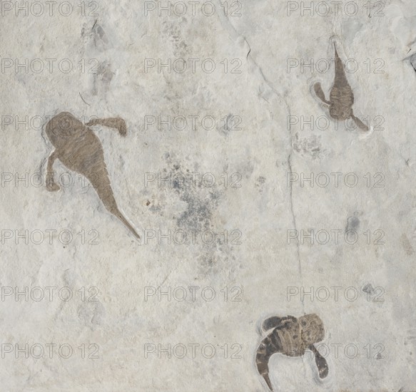 Sea scorpions, giant scorpions, three animals on a plate, fossils, sea scorpion, scorpion, eurypterids, arthropods, arthropods, marine animals, embedded in bright sedimentary rock, rock, remains of fossil marine animals, excavation, paleontology, natural science, science, evolution, fossil, fossils, geology, sea, nature, ocean, prehistoric, sediment, skeleton, stone, ancient, original, prehistoric period, petrification, prehistoric, water, silurian, location New York, USA