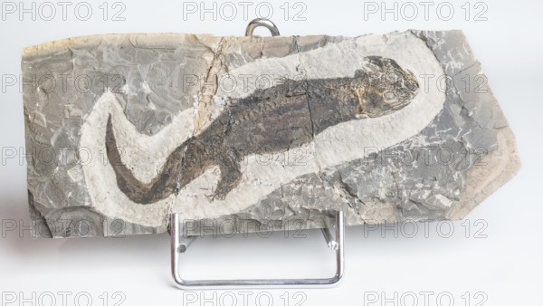 Micromelerpeton sp., fossil, amphibian, stone slab, rock, remains of fossil aquatic animal, aquatic life, excavation, paleontology, evolution, fossil, fossils, geology, natural science, science, research, nature, prehistoric, sediment, skeleton, stone, ancient, original, prehistoric, petrification, petrification, prehistoric period, petrification, prehistory, water, exempt, exempt, Perm, Rotliegendes, Odernheim am Glan site, Bad Kreuznach district, Rhineland-Palatinate, Germany