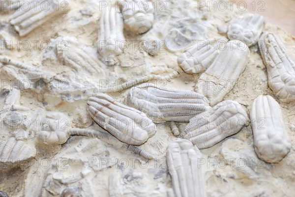 Fossil sea lilies (crinoidea), embedded in pale limestone, ancient marine life, echinoderms, rocks, remains of fossil marine animals, excavation, paleontology, natural science, science, research, evolution, fossil, fossils, geology, sea, nature, ocean, prehistoric, sediment, skeleton, stone, ancient, original, prehistoric, ancient, ancient, ancient, ancient, prehistoric, petrification, prehistoric times, water