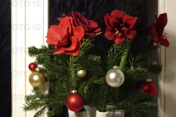 Christmas bouquet with Christmas tree balls and amaryllis, Germany