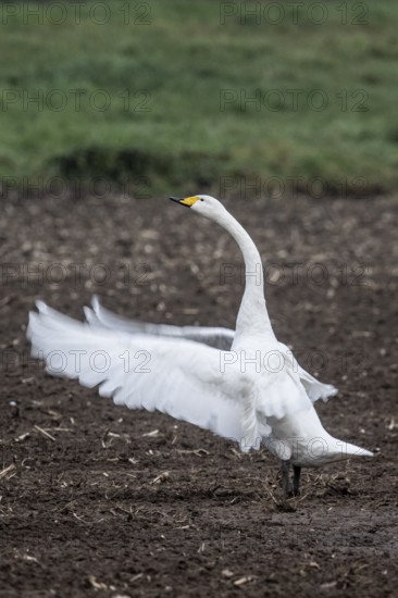 Singing swan (Cygnus cygnus), Emsland, Lower Saxony, Germany