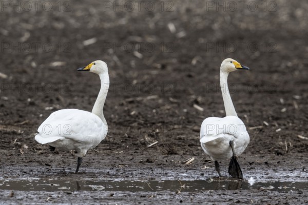 Singswans (Cygnus cygnus), Emsland, Lower Saxony, Germany