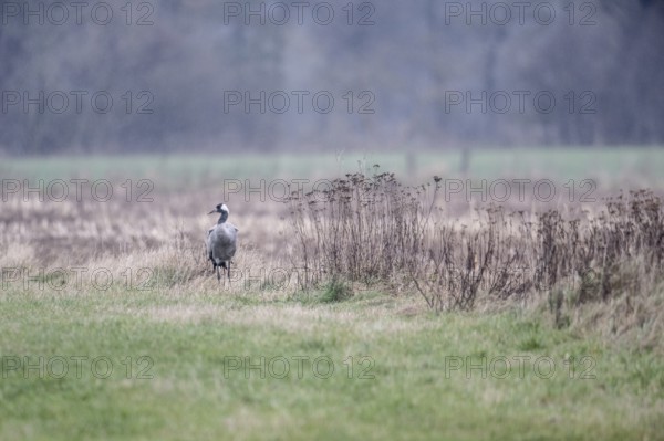 Crane (Grus grus), Lower Saxony, Germany