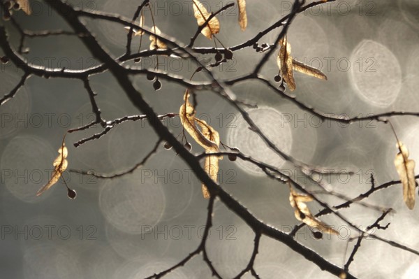Linden tree in late autumn, Germany
