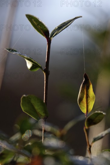 Leaf on a silk thread, autumn, Germany