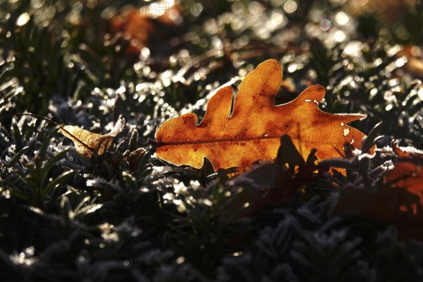 Autumn leaf, late autumn, Germany