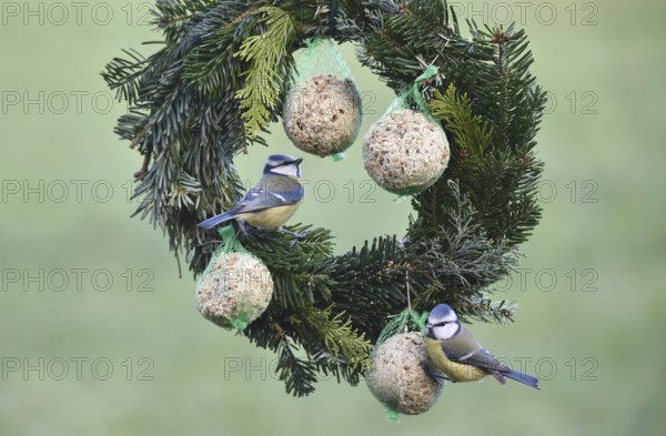 Blue tits (Cyanistes caeruleus) eat suet balls on a Christmas wreath, Schleswig-Holstein, Germany