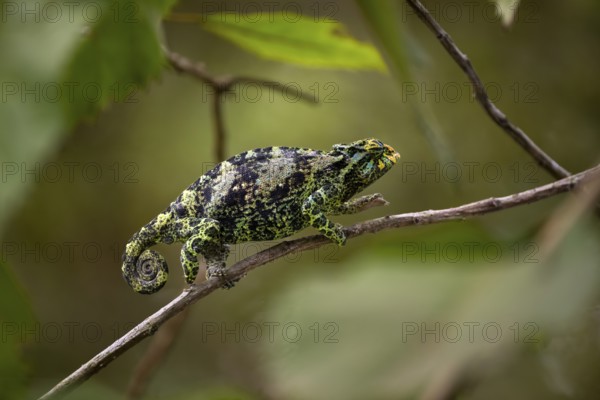 Three-horned chameleon (Trioceros jacksonii), female, Bwindi Impenetrable Forest National Park, Uganda