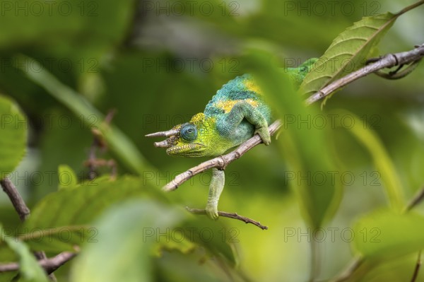Three-horned chameleon (Trioceros jacksonii), male, Bwindi Impenetrable Forest National Park, Uganda