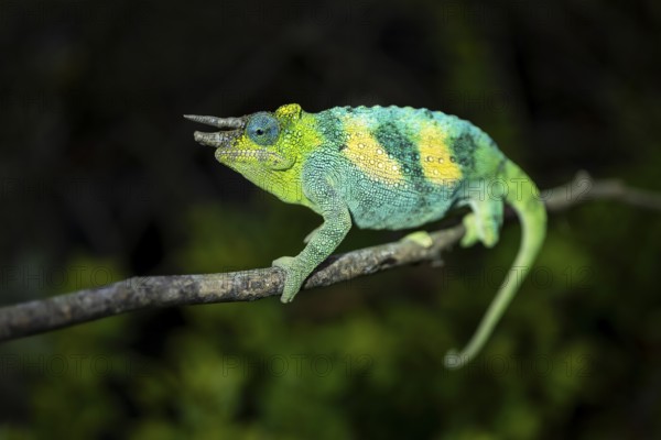 Three-horned chameleon (Trioceros jacksonii), male, Bwindi Impenetrable Forest National Park, Uganda