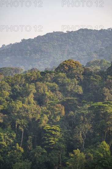 Rainforest, jungle, Bwindi Impenetrable Forest National Park, Uganda