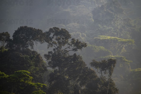 Rainforest, jungle, Bwindi Impenetrable Forest National Park, Uganda