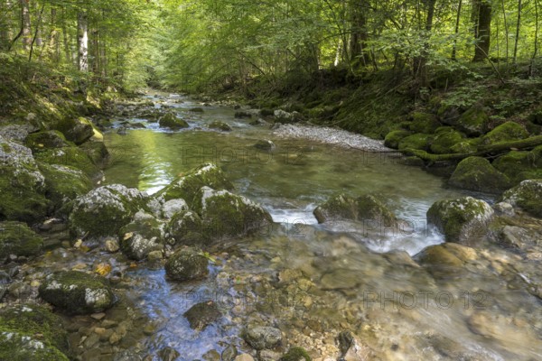 Rottach river, mountain river in the forest, Rottach-Egern, Mangfall Mountains, Upper Bavaria, Bavaria, Germany