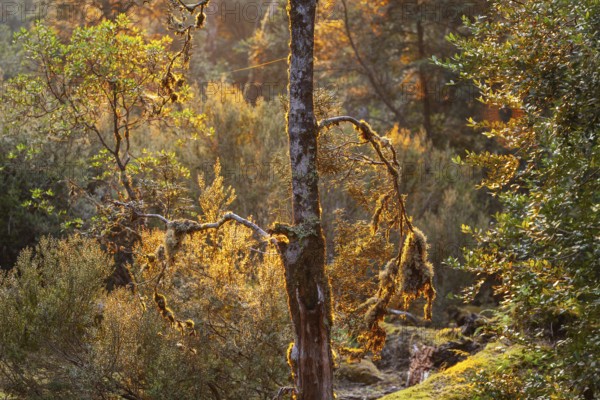 Tasmanian deciduous tree (Nothofagus gunnii) at sunrise, with illuminated sun and beautiful morning atmosphere in the forest of the Cradle Mountains National Park, Tasmania