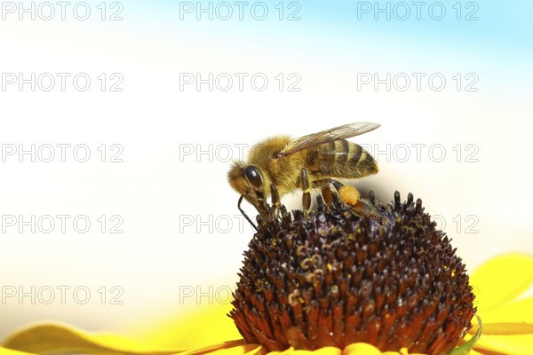 European honey bee (Apis mellifera), collecting nectar from a flower of yellow coneflower (Echinacea paradoxa), macro photo, Wilnsdorf, North Rhine-Westphalia, Germany