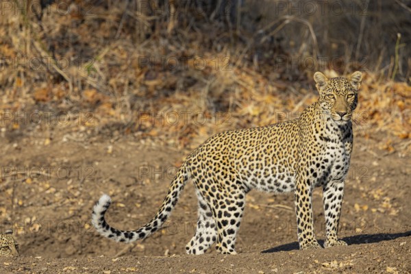 Leopard (Panthera pardus) female Zambia