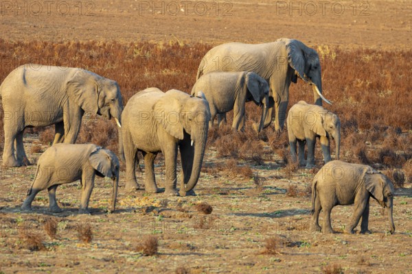 African Elephant (Loxodonta africana) Famioey Zambia