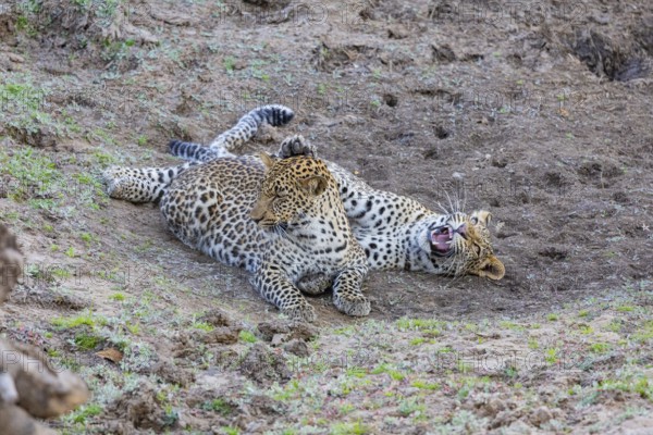 Leopard (Panthera pardus) two cubs 12 month old playing Zambia