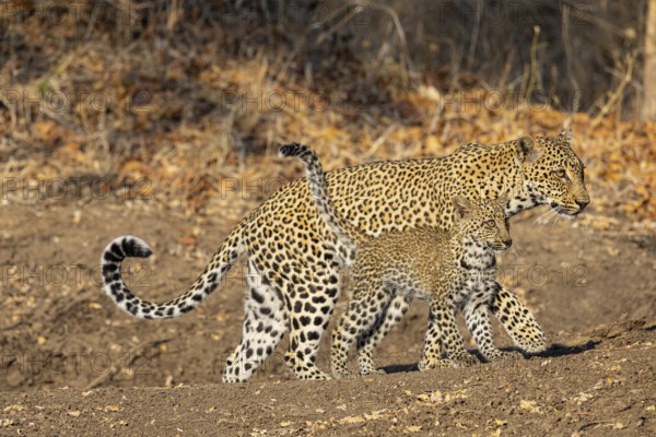 Leopard (Panthera pardus) female with 4 month old cub Zambia