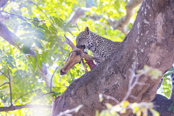 Leopard (Panthera pardus) male cub feeding on Impala kill Zambia