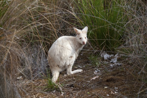 Rare white wallaby in the wild of Tasmania. Albino Bennett Wallaby at the edge of the forest on Bruny Island