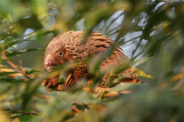 Pangolin climbing a tree, white-bellied pangolin (Phataginus tricuspis, Manis tricuspis), Western Region, Pangolin Rescue Center, Uganda