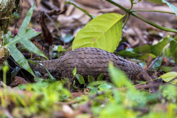 Pangolin on the ground, white-bellied pangolin (Phataginus tricuspis, Manis tricuspis), Western Region, Pangolin Rescue Center, Uganda