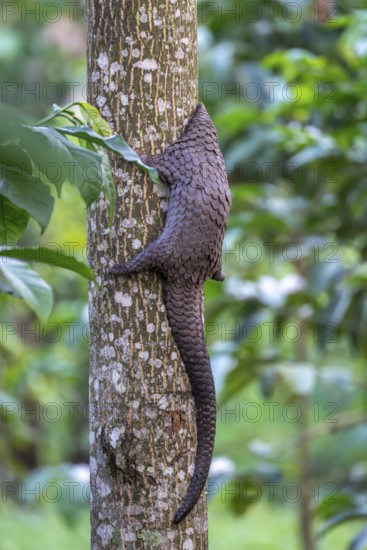 Pangolin climbing a tree, white-bellied pangolin (Phataginus tricuspis, Manis tricuspis), Western Region, Pangolin Rescue Center, Uganda