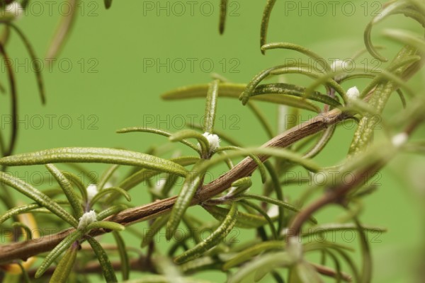 Mealybugs (Pseudococcidae) on rosemary (Rosmarinus officinalis), in studio, North Rhine-Westphalia, Germany