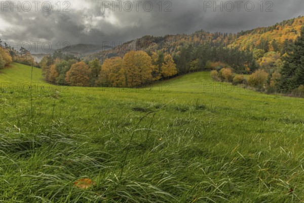 Vast green field features trees with gold and red leaves. The grey sky brings drama to this tranquil autumn mountain scene, with rolling hills in the background. Bas Rhin, Alsace, France