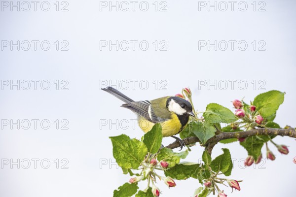 Great tit (Parus major) Germany
